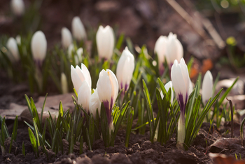 Een Kleurrijk Voorjaar in Je Tuin: Plant Nu Voorjaarsbollen!