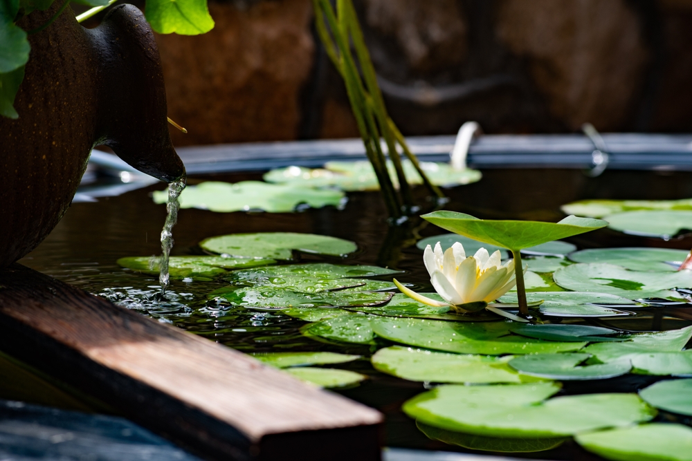 Lotus en fontein in vijver