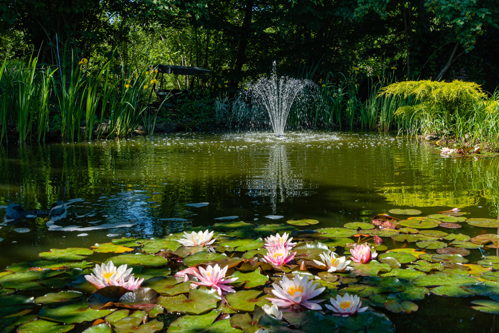 waterplanten in vijver