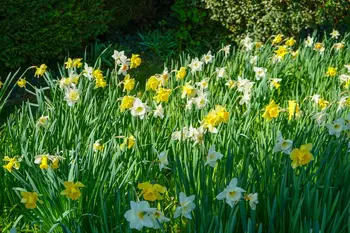 Fleurige huis- en tuintips voor februari