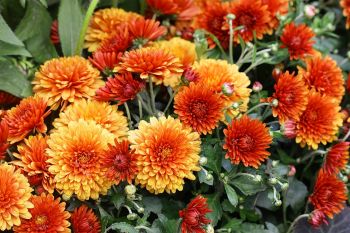 Herfstsfeer op terras en balkon