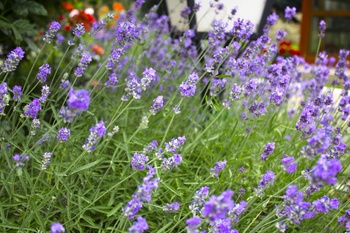 Lavendel: bloei, groei en snoei