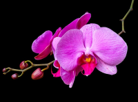 Dag van de Orchidee