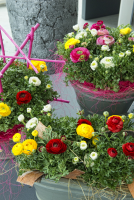 Ranunculus Sprinkles brengt voorjaar op uw balkon of terras!