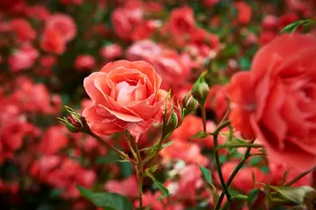 Valentijnscadeaus voor tuinliefhebbers