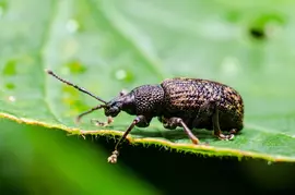 insectenbestrijdingsmiddelen kopen